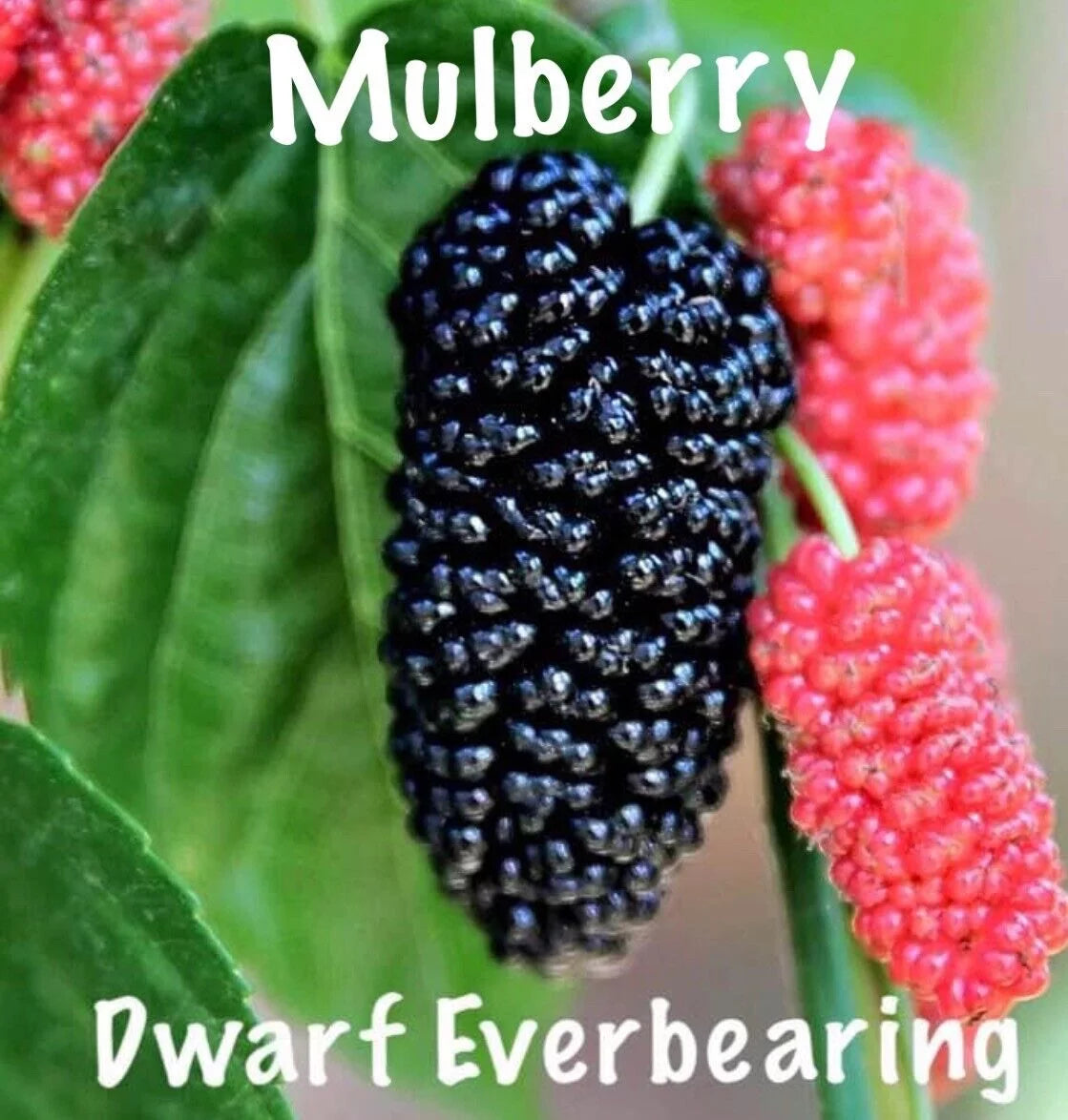 Dwarf Everbearing Morus nigra 2 Live Plants C42657